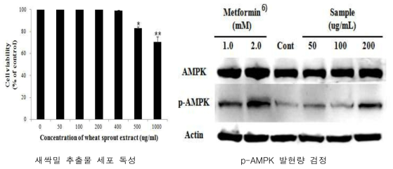 새싹밀 추출물 p-AMPK 발현 활성 검정