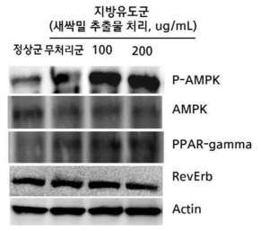 새싹밀 지질대사 관련 핵수용체 활성능 Immunoblot 결과