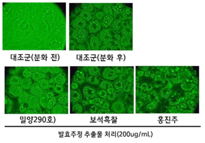 밀양290호 추출물의 지방세포내 지질크기 및 함량 현미경 사진 결과