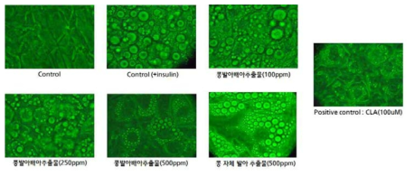 콩발아배아 추출물 지방세포 분화에 대한 영향 분석