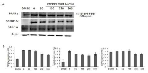 콩발아배아 추출물의 지방세포 분화 억제 활성 구명 결과