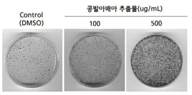 콩 발아배아 추출물의 조골세포 분화 활성 분석