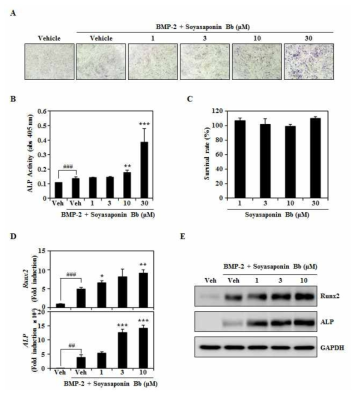 소야사포닌 Bb의 조골세포 분화와 Runx2의 조절 효능
