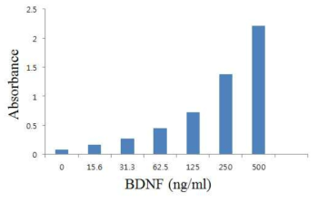 신경세포 PC-12 세포의 BDNF 방출량