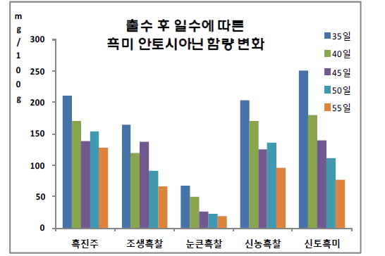 유색미 안토시아닌 함량 변화