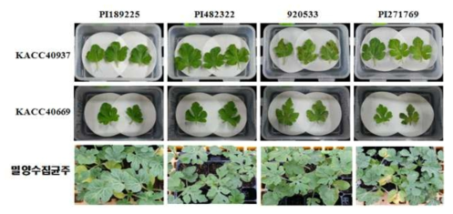 수박 덩굴마름병 균주별 접종결과