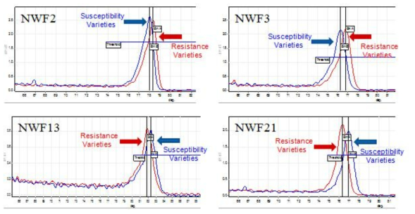 수박 덩굴마름병 저항성 및 감수성 적용 결과 (NWF2, NWF3, NWF13, NWF21)
