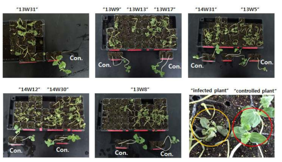 시판품종 9종에 대한 덩굴마름병 접종 결과