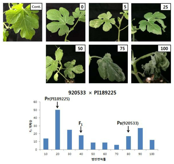 수박 덩굴마름병 관련 병저항성 정도 조사 결과