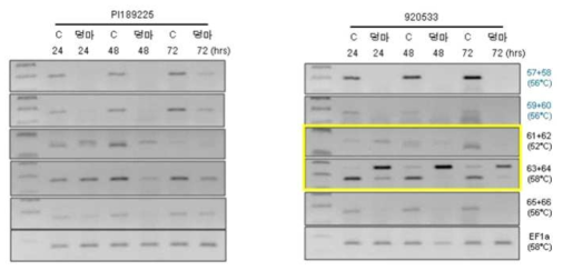 수박 덩굴마름병 처리 후 Arabidopsis PDLP5 homologue 유전자들의 발현양상