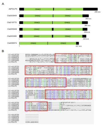 수박에서 애기장대 PDLP5의 상동 유전자 서열 분석