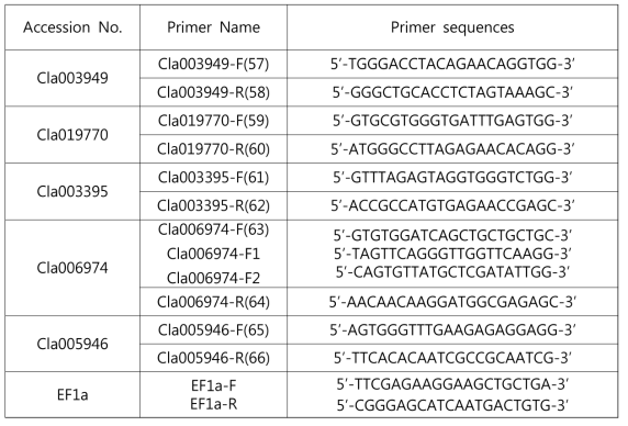 수박에서 애기장대 PDLP5 상동유전자와 EF1a의 프라이머 염기서열