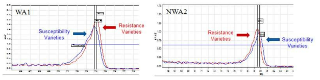 수박 탄저병 저항성 및 감수성 적용 (SNP 프라이머 WA1, NWA2)