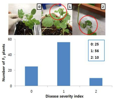 수박 탄저병 저항성 관련 F2집단 병저항성 검정