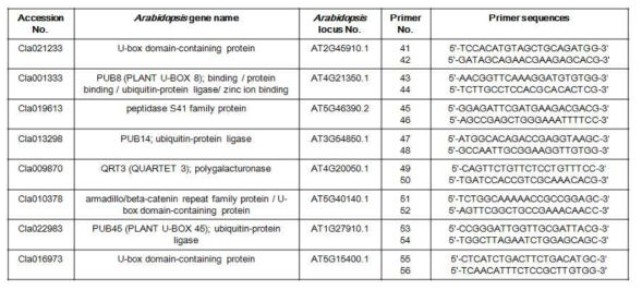 수박 U-box containing gene의 프라이머 목록