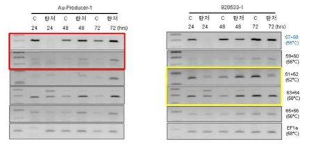 수박 탄저병 처리 후 Arabidopsis PDLP5 homologue 유전자들의 발현양상