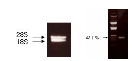 팬지 PS-12-34 계통으로부터 total RNA 추출(좌) 및 RT-PCR에 의해 증폭된F3′5′H 유전자(우)