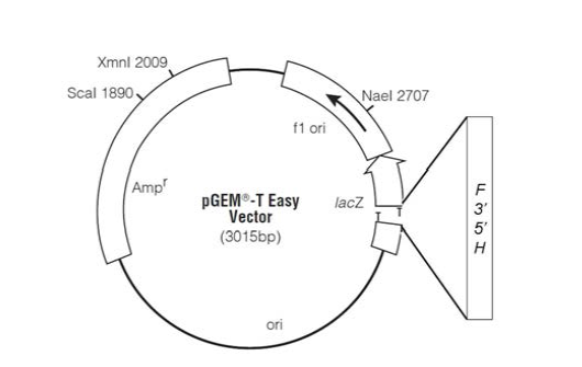 pGEM-T easy vector 내 삽입후 E. coli DH5α에 형질전환