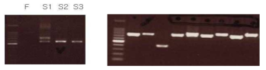 Degenerate PCR (nested PCR)의 결과 (F-first PCR, S1~3-second PCR, 좌)와 E. coli DH5α에 형질전환 후, insert check PCR한 결과(우)