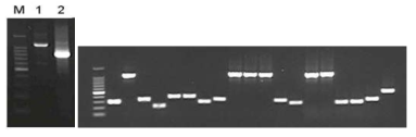 5’RACE-PCR(1-first PCR, 2-Second PCR)(좌) 및 E. coli DH5α에 형질전환한 후, T7과 M13R primer 를 이용하여 insert check PCR(우)