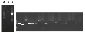 3’RACE-PCR(3-first PCR, 4-Second PCR) (좌) 및 E. coli DH5α에 형질전환한 후, T7과 M13R primer를 이용하여 insert check PCR(우)