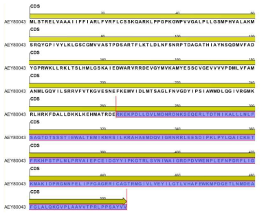 Aconitumcarmichaelii (AEY80043)의F3’5’H유전자 아미노산서열과 비교(보라색-Clematis F3’5’H 염기 서열과 상동성이 높은 영역)