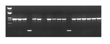 T7과 M13R primer를 이용한 insert check 결과