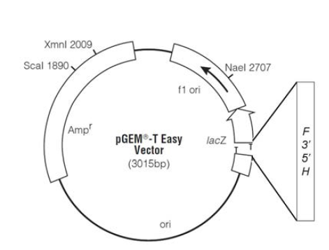 pGEM-T easy vector 내 삽입후 E. coli DH5α에 형질전환