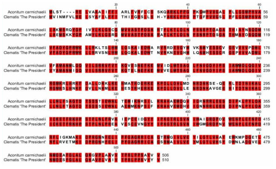 Clematis F3′5′H유전자의 아미노산서열과 Aconitum carmichaelii의 F3′5′H 유전자(AEY80043)의 아미노산 염기서열 비교