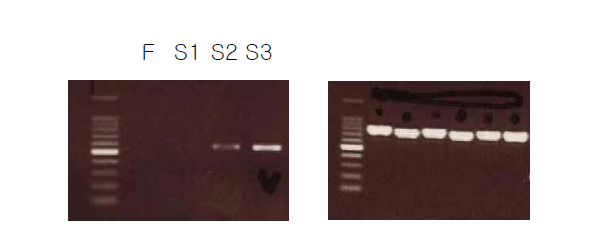 Degenerate PCR (nested PCR)의 결과 (F-first PCR, S1~3-second PCR, 좌)와 E. coli에 형질전환 후 insert check한 결과(우)