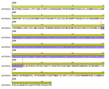 Aconitum carmichaelii F3’5’H유전자의 아미노산 염기서열(AEY80043)과 비교(보라색-Aquilegia buergeriana F3’5’H 염기서열과 상동성이 높은 영역)