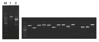 5’RACE-PCR(1-first PCR, 2-Second PCR)의 결과(좌)와 E. coli DH5α에 형질전환한 후, T7과 M13R primer를 이용하여 insert check한 결과(우)