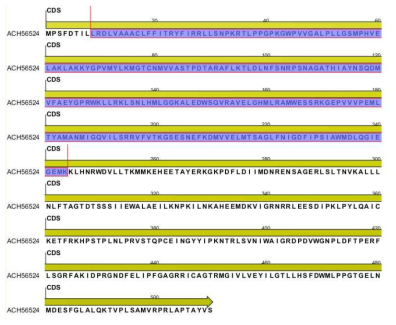 Gossypiumhirsutum F3’5’H유전자 아미노산 염기서열 (ACH56524)과 비교(보라색-Aquilegia buergeriana F3’5’H 염기서열과 상동성이 높은 영역)