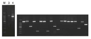 3’ RACE-PCR(3-first PCR, 4-Second PCR)의 결과(좌)와 E. coli DH5α에 형질전환한 후, T7과 M13R primer를 이용하여 insert check한 결과(우)