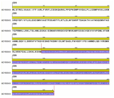 Aconitum carmichaelii F3’5’H유전자의 아미노산 염기서열(AEY80043)과 비교 (보라색-Aquilegia buergeriana F3’5’H 염기서열과 상동성이 높은 영역)