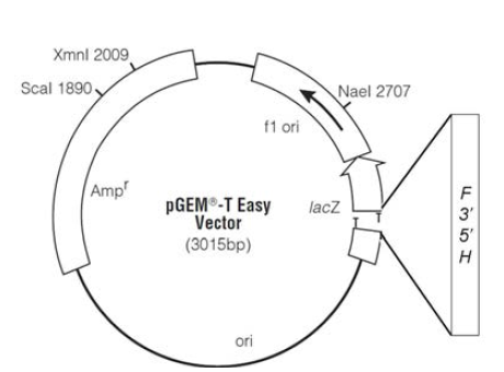 pGEM-T easy vector 내 삽입후 E. coli DH5α에 형질전환