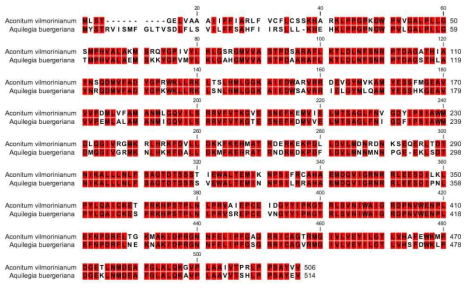 Aquilegia buergeriana F3′5′H유전자의 전체 아미노산서열과 Aconitum vilmorinianum F3′5′H 유전자(AFL91704)의 아미노산 염기서열 비교