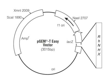 pGEM-T easy vector 내 삽입후 E. coli DH5α에 형질전환