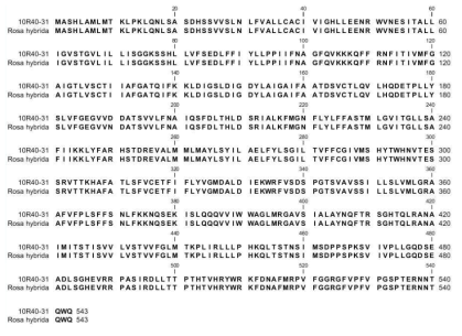 장미 10R40-31계통의 NHX유전자 아미노산 염기서열과 Rosa hybrida cultivar의 NHX 유전자(BAD93487) 아미노산 염기서열 비교