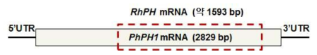 동정한 RhPH유전자 염기서열의 위치
