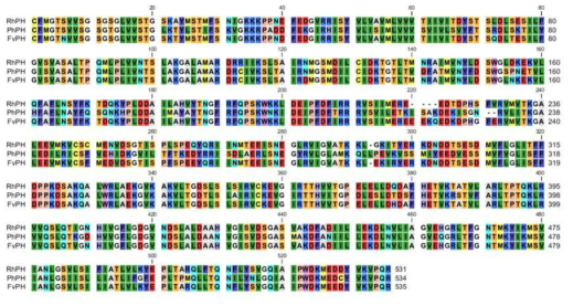 Rosa hybrida (RhPH), Petunia hybrida (PhPH), Fragaria vesca (FvPH)의 아미노산 염기서열 비교