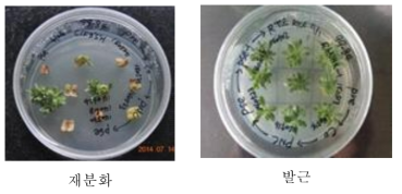 아그로박테리움 공동배양을 이용한 청색소 발현 유전자 도입 페튜니아 식물체 선발