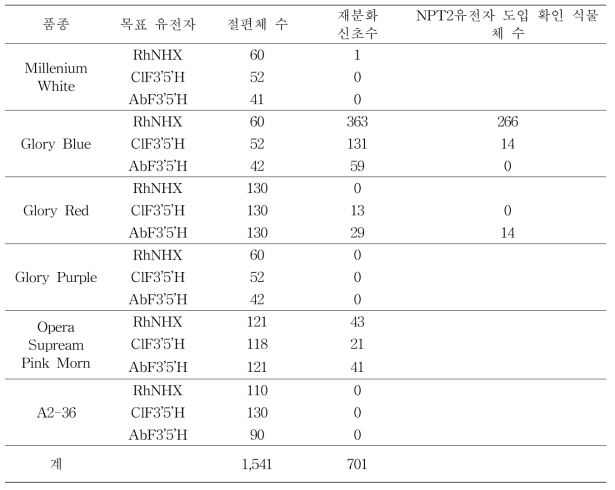 아그로박테리움 공동배양을 이용한 청색소 발현 유전자 도입 페튜니아 식물체 획득