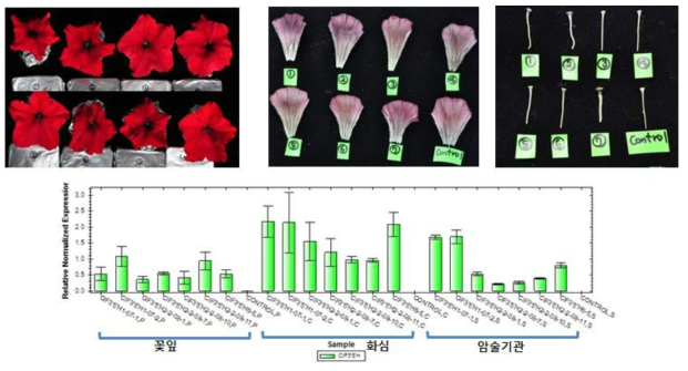 ClF3’5’H 유전자 도입 페튜니아 형질전환체 꽃 및 도입유전자 발현 특성