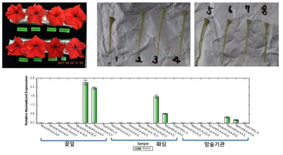 RhNHX유전자 도입 페튜니아 형질전환체 꽃 및 도입유전자 발현 특성