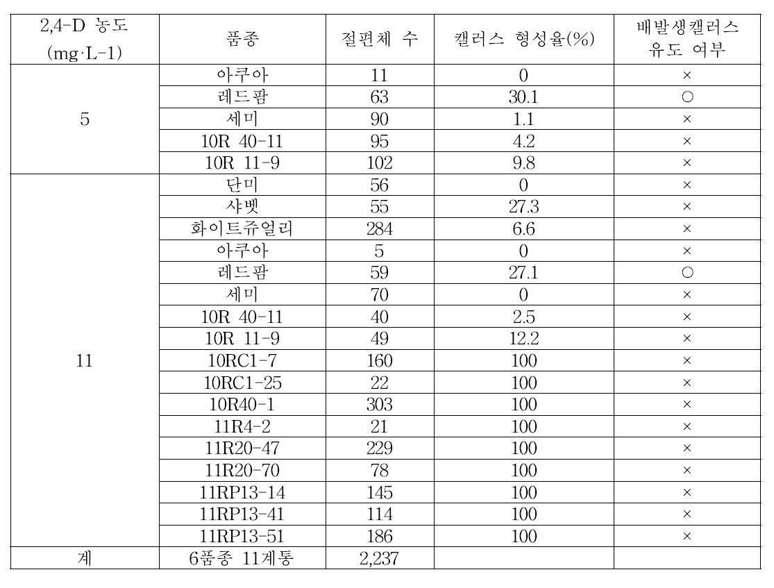 장미 품종(계통) 기내뿌리로부터 캘러스 및 체세포배발생캘럿스유도(’13∼’16)