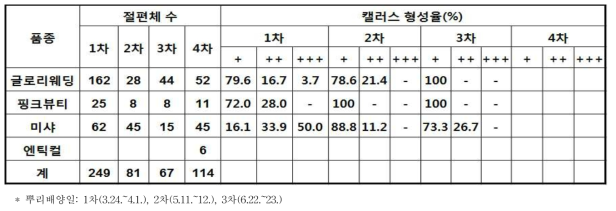 장미 품종 기내뿌리로부터 캘러스형성(’17)