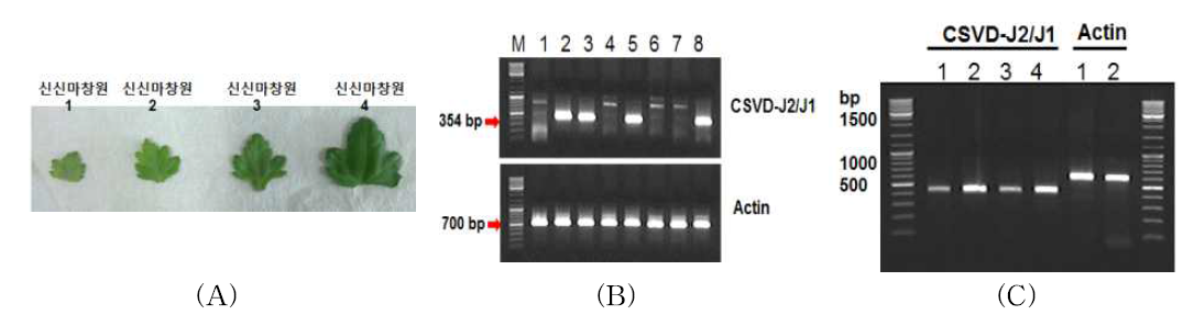 이병주 Jinba에서 핀을 이용한 직접 RT-PCR과 기존 RT-PCR 결과비교 (A) 검정에 이용한 단계별 시료(1~4) (B) RNA 분리후 RT-PCR 검정. (C) Direct Micro-Tissue RT-PCR 검정법. Actin는 positive control로 이용