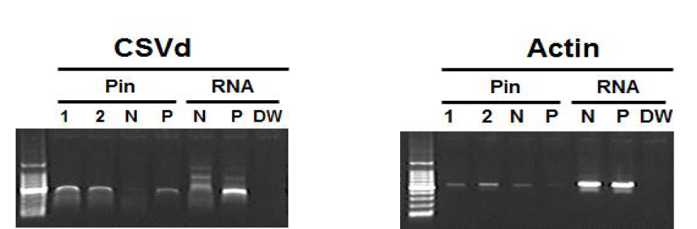 핀을 이용한 직접검정법 1. ‘Jinba’, 2. ‘Jinba2’(changwon), N: 건전주, P: 감염주, DW; distilled water, Actin은 RNA분리 확인용으로 사용
