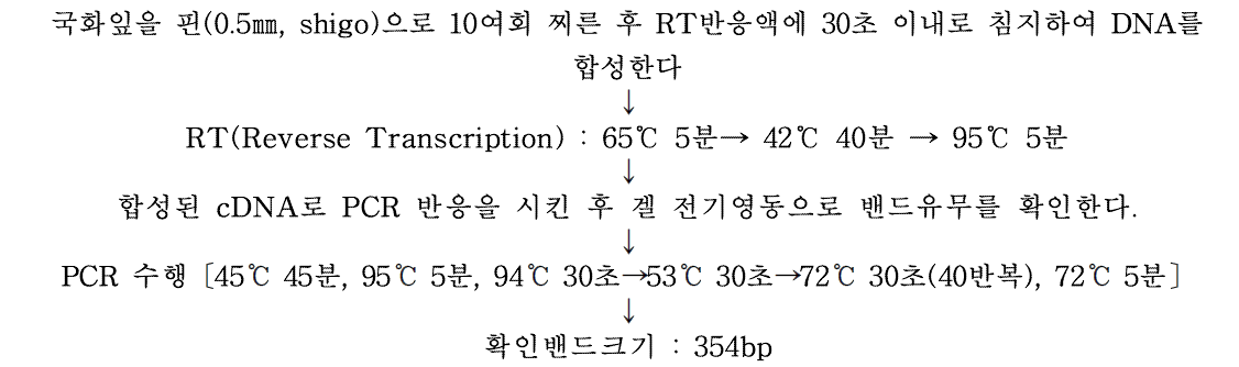 핀을 이용하여 국화왜화바이로이드를 직접 검정하는 방법(Direct Micro- Tissue RT-PCR)